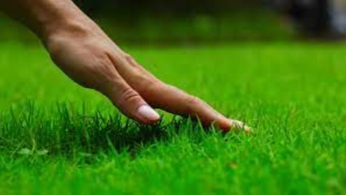 Breathing Life Into Your Lawn