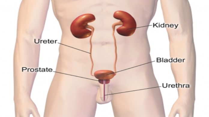 Urinary System Male 418x315